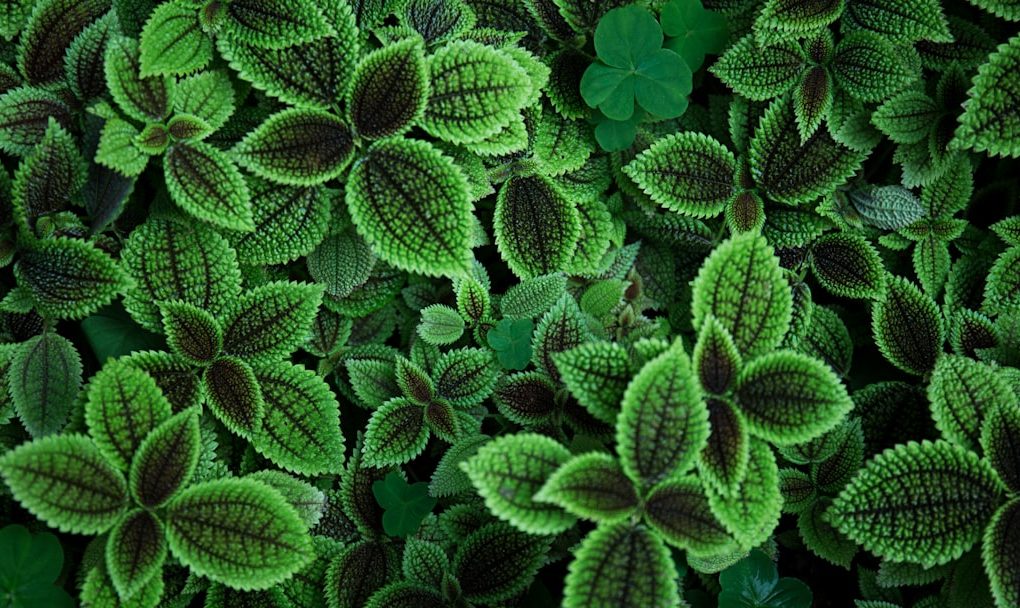 Photo - Sage plant - Aromatic leaves