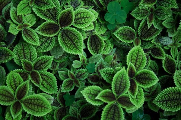 Photo - Sage plant - Aromatic leaves