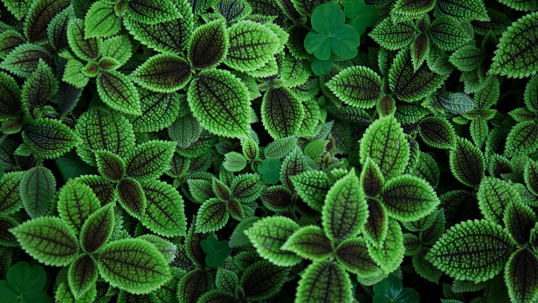 Photo - Sage plant - Aromatic leaves